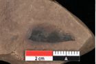 Foto (Detailansicht) von Pinus palaeostrobus Ettingshausen (NHMW-GEO-2024-0188-0198)